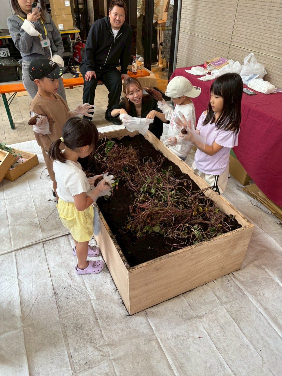 紅はるかの苗づくりと定植の様子