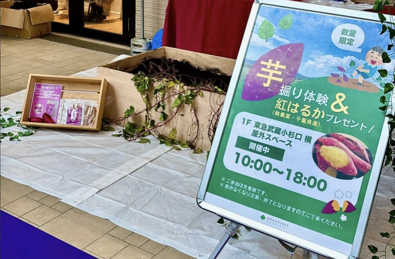 【OIMOFIT.】グランツリー武蔵小杉でほしいも販売&芋掘り体験